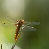 Broad-bodied Chaser